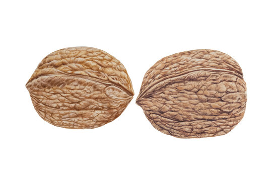 A walnut kernel drawn with colored pencils on paper. Vibrant drawn food.  Detailed botanical illustration. Close-up design element. Realistic drawing. Not AI generated.