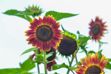 Fototapeta premium Beautiful decorative sunflowers with dark red and yellow petals blooming in a summer garden, bright flower heads with green leaves background, natural floral photography and botanical design. 
