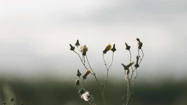 Slow motion nature background of a rural field with various plants and herbs