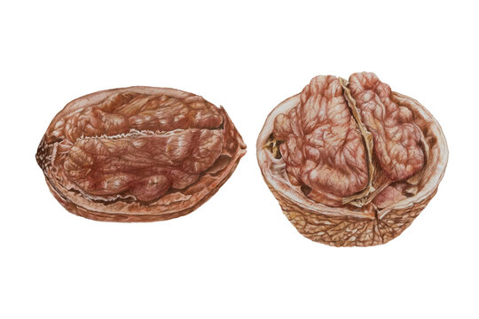 A walnut kernel drawn with colored pencils on paper. Vibrant drawn food.  Detailed botanical illustration. Close-up design element. Realistic drawing. Not AI generated.