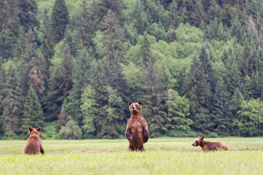 Canada, Khutzeymateen Grizzly Bear Sanctuary, Grizzly bears eating grass