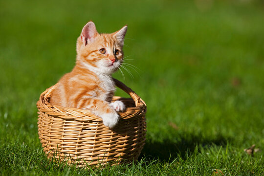 Germany, Bavaria, Ginger kitten sitting in basket, outdoors