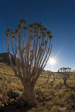 Africa, Namibia, Tubular trees (Aloe dichotoma)