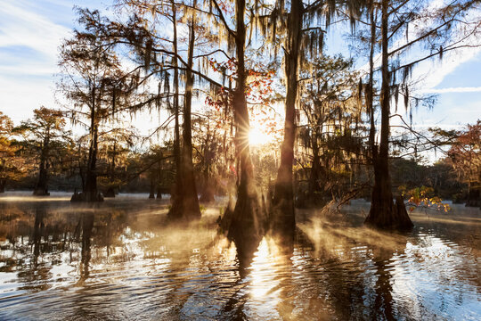 USA, Texas, Louisiana, Caddo Lake, Benton Lake, bald cypress forest