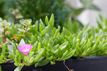 Fototapeta premium delosperma