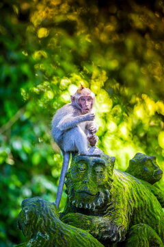 Indonesia, Bali, Ubud, monkey at Sacred Monkey Forest sitting on monkey sculpture