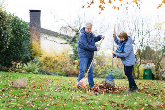Senior couple rakes autumn leaves together in their home garden