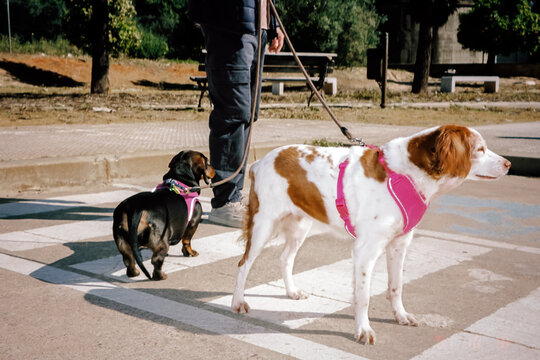 A male pet owner walks a dog across a pedestrian crossing