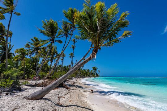 Palm tree leaning over white sand beach in Fakarava French Polynesia