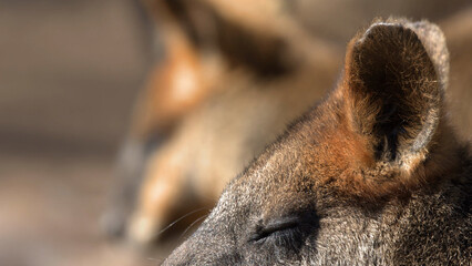 Extreme Close Up Profile of a Swamp Wallaby Resting with Eyes Closed © blueringmedia