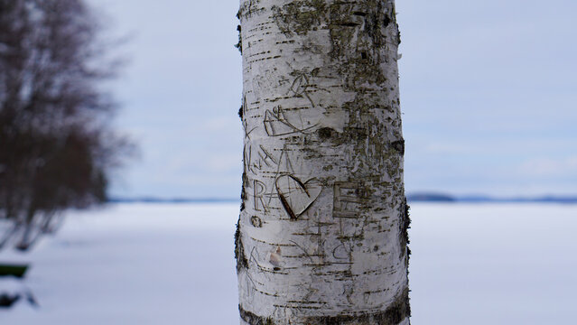 Heart and Initials Carved into Birch Trunk in Winter Landscape