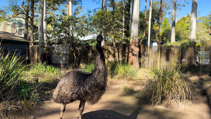 Obraz premium Australian Emu Standing Alert in a Sunny Eucalyptus Forest Enclosure
