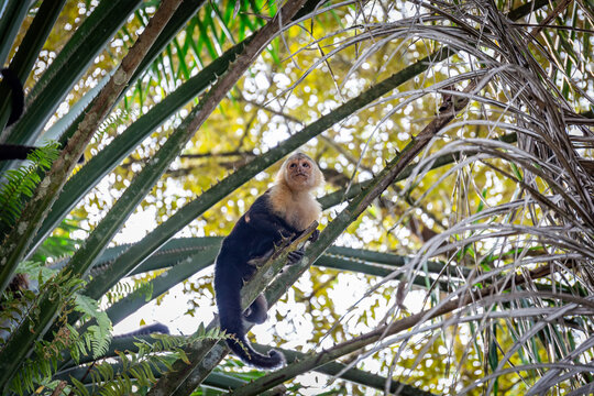 Kapuzineraffe sitzt und turnt in einem Baum in Costa Rica