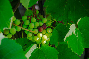 Green grapes growing on the vine surrounded by lush green leaves © Irene Kulinchyk