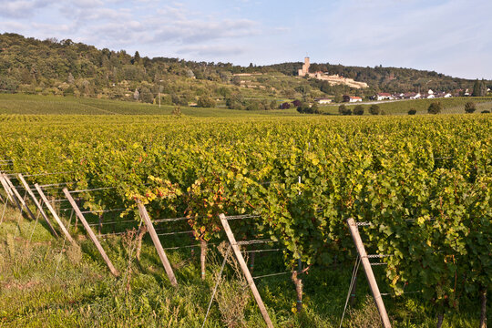 Germany, Rhineland-Palatinate, Palatinate, Wachenheim an der Weinstra�e, View of vineyard