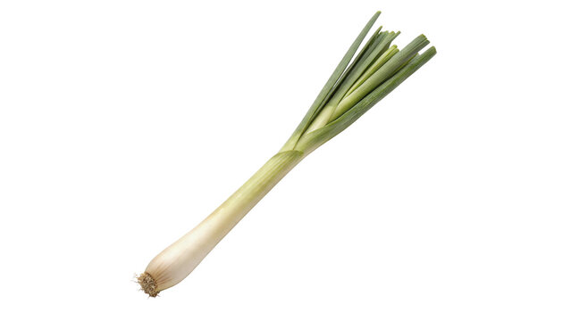 Single fresh raw green spring onion leek vegetable isolated on transparent background