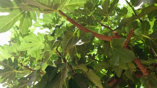 Unripe green figs on fig tree branches under bright sunlight. Large green leaves and young fruit in lush summer foliage. Mediterranean fig tree with fresh growing fruit in natural garden setting