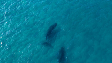 Naklejka premium Aerial View of Humpback Whales Swimming in Clear Turquoise Ocean Water