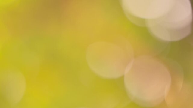 Bright golden yellow bokeh shimmering in warm morning sunshine, uplifting natural background