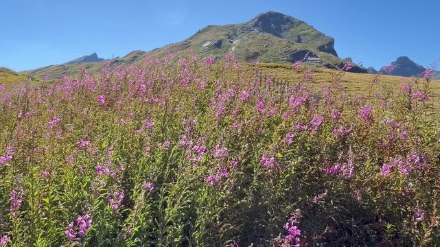 Blooming Pink Wildflowers in Mountain Landscape Under Clear Blue Sky