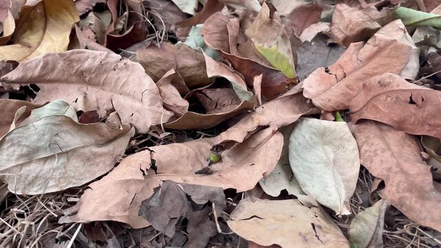 Dry Autumn Foliage and Dried Brown Leaves Texture