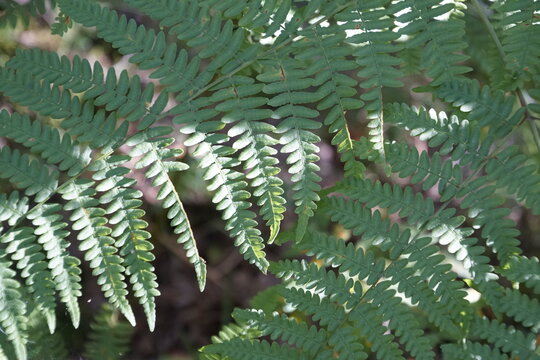 A fern, possibly from the genus Dryopteris, which includes species such as the male fern and autumn fern. Ferns are ancient vascular plants that have existed on Earth for over 360 million years.
