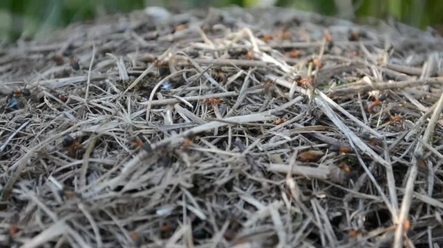 Colony of ants crawling on a mound made of dry grass and twigs. Insects working in an anthill nest. Wildlife macro observation in nature, animal behavior concept.