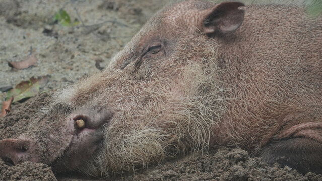 Wild Babirusa Resting Peacefully in the Warm Sand
