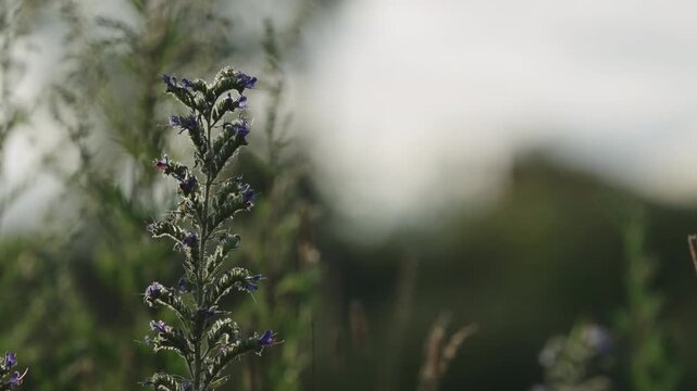 Slow motion nature background of a rural field with various plants and herbs
