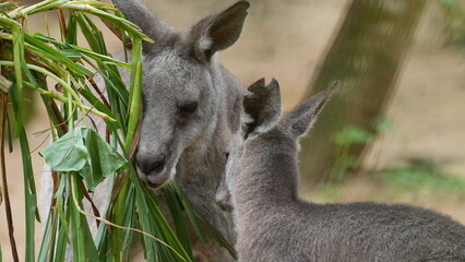 Kangaroo Mother and Joey Eating Fresh Leaves © Jimmy