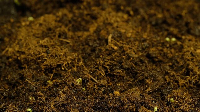 Growing plants time-lapse on dark fertile soil, symbol of business growth and success.