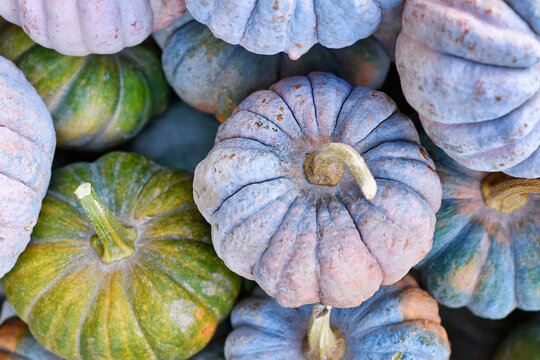 Top view of pastel colored 'Cucurbita moschata Hayato' muscade pumpkins