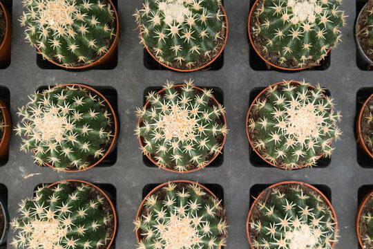 Top view of many small 'Echinocactus Grusonii cv. Brevispinum' barrel cacti in flower pots
