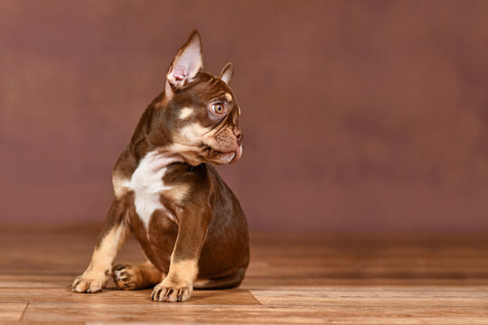 New Schade Mocca Orange Tan colored French Bulldog puppy sitting in front of brown background with copy space
