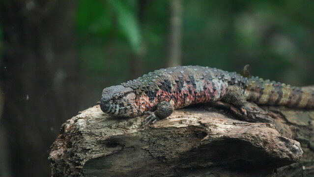 Detailed View of Sungazer Lizard in its Habitat