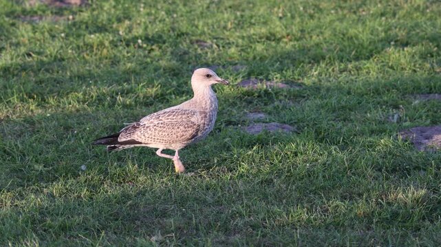 Young herring gull walking on green grass