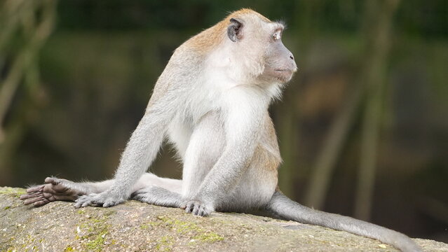 Wild Long-tailed Macaque Monkey Sitting on a Rock
