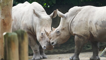 Powerful White Rhinos Share an Intimate Moment Together © Jimmy