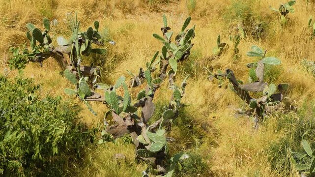 Wild cactus among dry golden grass on sunlit hillside. Prickly pear cactus Opuntia with broad green pads and spines. Drought tolerant succulent vegetation in arid summer landscape
