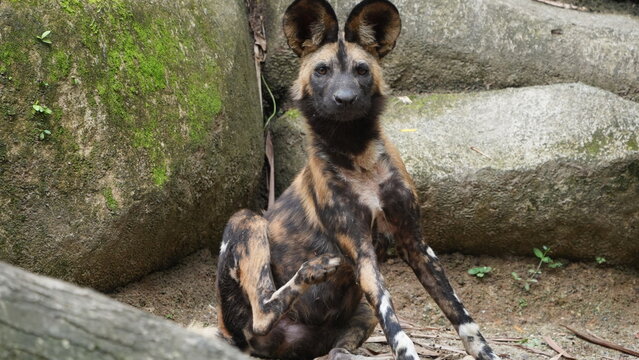Beautiful African Wild Dog Relaxing in its Natural Environment