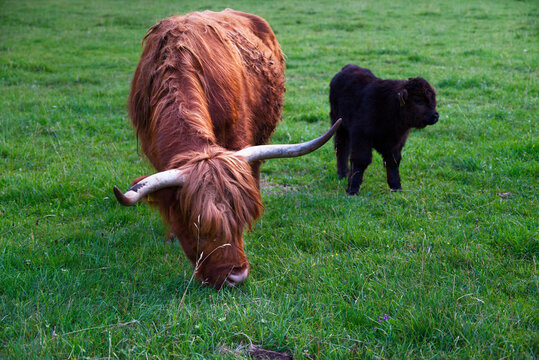 Highland cow and calf in the heart of Slovenian National park, Logarska Dolina.