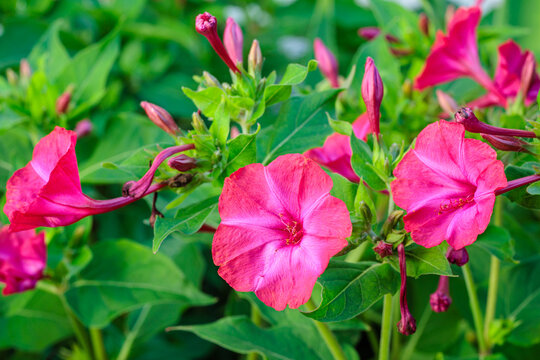 Mirabilis jalapa. Flowering plant of the Four O'Clock Flower, Peruvian Wonder or Night Beauty.