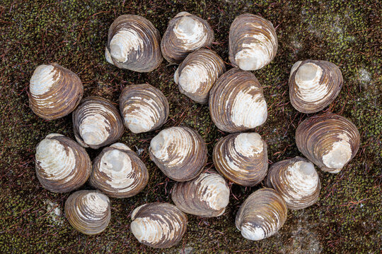 Corbicula fluminea. Asian clams. Invasive species.