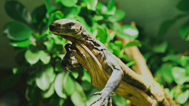 lizard exploring green foliage with neutral mood close-up leaves plant nature wildlife, 