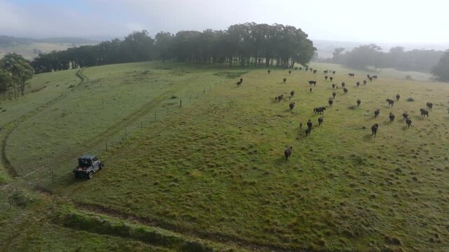 Drone aerial following a herd of cattle moving across rolling farmland during an early morning muster in the Southern Highlands, New South Wales, Australia.