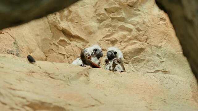 three cotton-top tamarins huddle and groom on pale sandstone ledge, showing calm social behavior outdoors