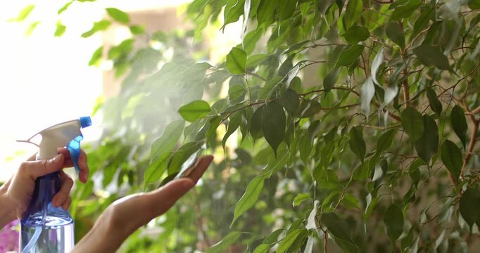 Water is sprayed from a spray bottle onto a ficus in backlight, as part of the process of caring for houseplants.