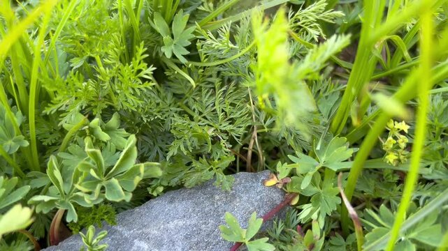 Grasshopper Crawling Across a Rock and Disappearing into Dense Alpine Grass