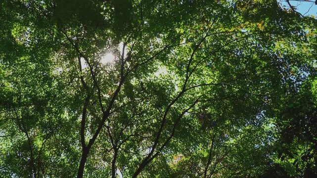 Sunlight glittering through Japanese maple tree leaves under blue sky in 4K