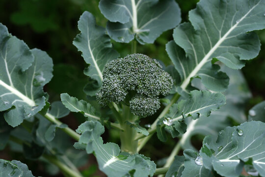 Organic broccoli seedlings in the garden.
